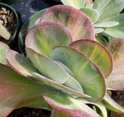 Colorful Crepes Flapjacks, Paddle Plant, Desert Cabbage, White Lady, Kalanchoe tetraphylla 'Colorful Crepes', K. thyrsiflora
